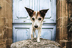 Jack-Russell-Terrier-Mischling