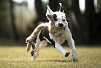Staffordshire-Terrier-Mischling