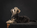 Bolonka-zwetna-Mischling Junghund