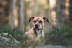 American-Staffordshire-Terrier-Mischling