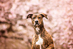 Podenco-Mischling