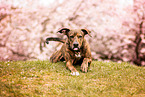 Podenco-Mischling