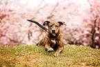 Podenco-Mischling