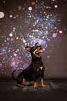 Pinscher-Mischling