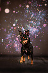 Pinscher-Mischling