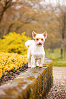 Yorkshire-Terrier-Mischling