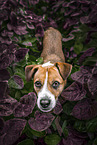 Terrier-Mischling