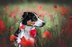 Border-Collie-Mischling