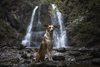 Podenco-Mischling