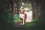 Australian-Shepherd-Border-Collie
