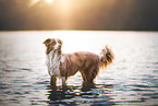 Australian-Shepherd-Border-Collie