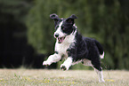 Border-Collie-Mischling