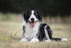 Border-Collie-Mischling