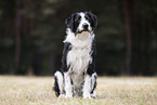 Border-Collie-Mischling