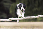 Border-Collie-Mischling