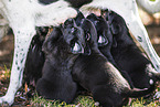 English-Pointer-Labrador-Retriever Welpe