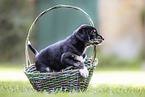 English-Pointer-Labrador-Retriever Welpe