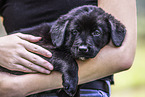 English-Pointer-Labrador-Retriever Welpe