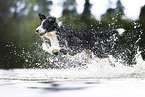 Border-Collie-Mischling