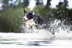Border-Collie-Mischling