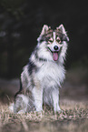 Husky-Mischling