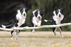 Border-Collie-Mischling