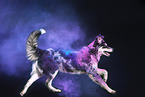 Husky-Mischling