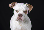 Bulldog-Mischling