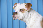 Bulldog-Mischling