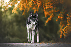 Husky-Mischling