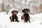 Labrador-Retriever-Deutsch-Kurzhaar