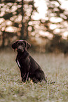 Labrador-Retriever-Deutsch-Kurzhaar