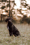 Labrador-Retriever-Deutsch-Kurzhaar