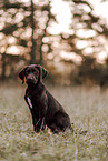 Labrador-Retriever-Deutsch-Kurzhaar