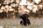 Labrador-Retriever-Deutsch-Kurzhaar