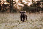 Labrador-Retriever-Deutsch-Kurzhaar