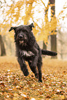 Labrador-Retriever-Schnauzer