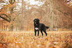 Labrador-Retriever-Schnauzer