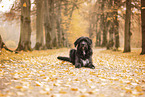 Labrador-Retriever-Schnauzer