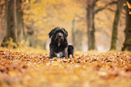 Labrador-Retriever-Schnauzer