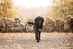 Labrador-Retriever-Schnauzer