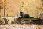 Labrador-Retriever-Schnauzer