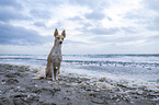 Podenco Andaluz-Mischling