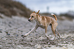 Podenco Andaluz-Mischling