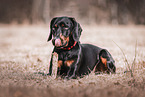 Bracke-Weimaraner