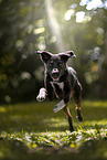 Berner-Sennenhund-Labrador-Retriever