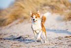 Border-Collie-Mischling