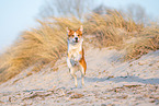 Border-Collie-Mischling