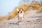 Border-Collie-Mischling