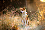 Border-Collie-Mischling